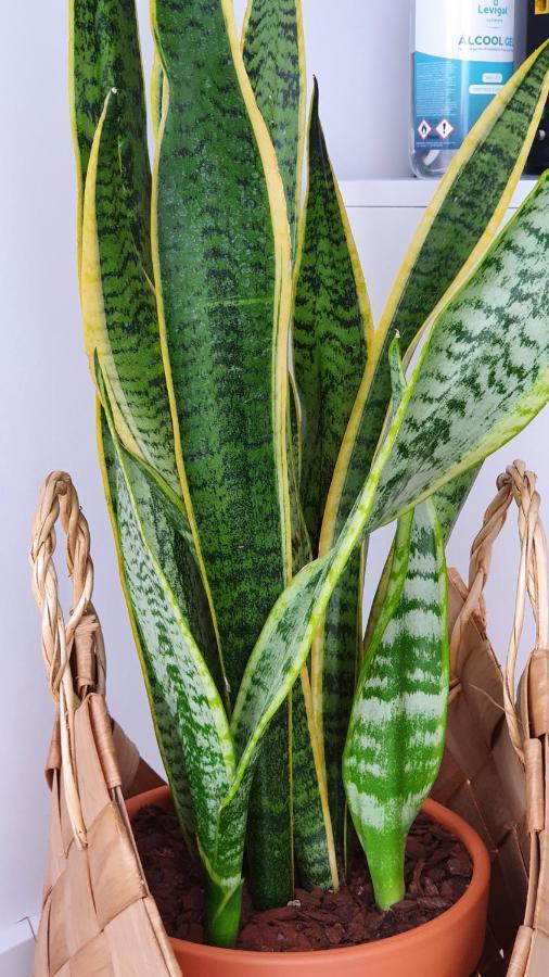Palmeira Comfort アヴェイロ エクステリア 写真
